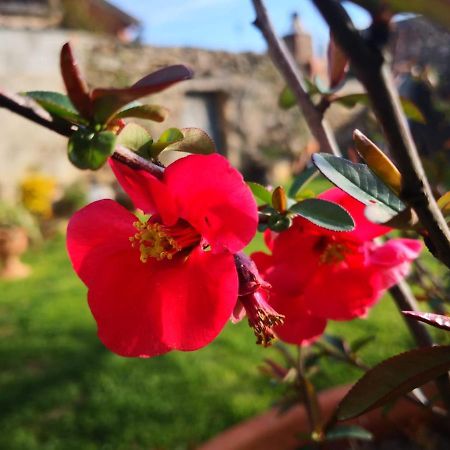 Bed and Breakfast Zia Chiarina San Nicolo Gerrei Zewnętrze zdjęcie
