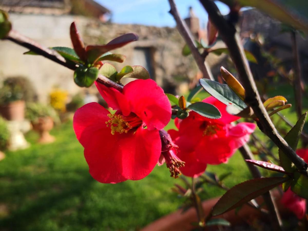 Bed and Breakfast Zia Chiarina San Nicolo Gerrei Zewnętrze zdjęcie