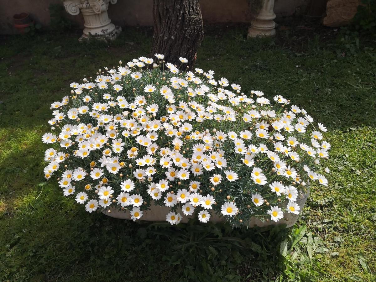 Bed and Breakfast Zia Chiarina San Nicolo Gerrei Zewnętrze zdjęcie